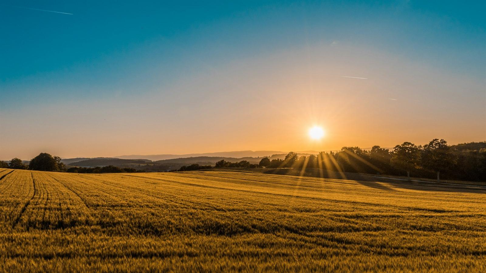 Golden farmland at sunrise